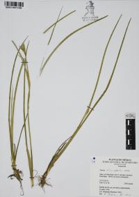 Juncus microcephalus image